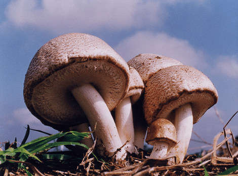 sp_agaricus-1